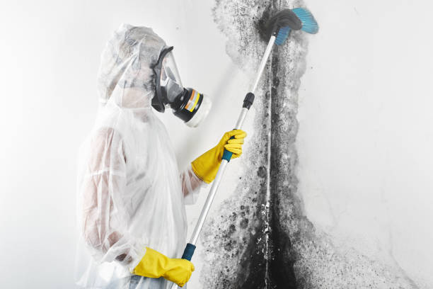 Best HVAC Mold Inspection and Cleaning  in Bainbridge, GA