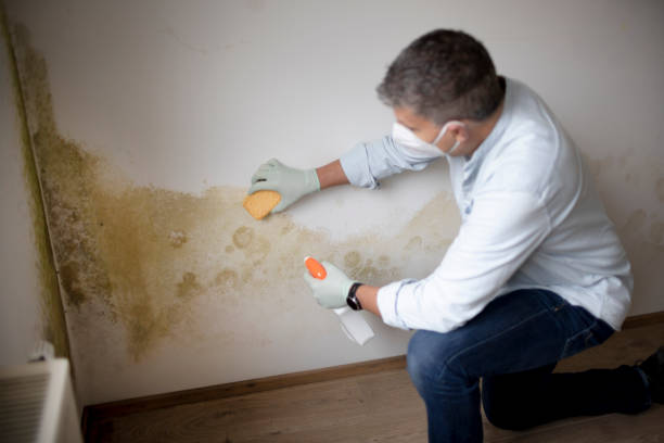 Best Crawl Space Mold Remediation  in Bainbridge, GA
