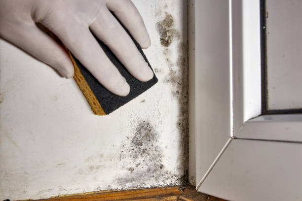 Best Mold Odor Removal Services  in Bainbridge, GA